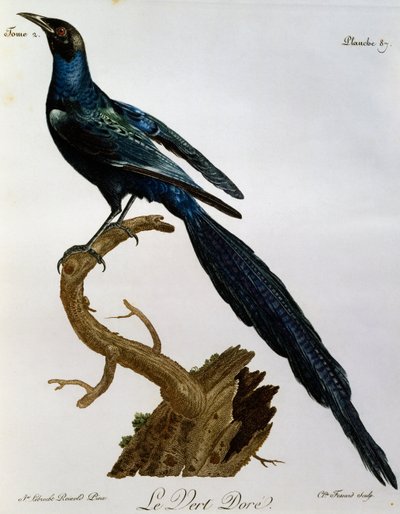 Storno lucido di Burchell (Lamprotornis australis), incisione da Histoire Naturelle des Oiseaux d