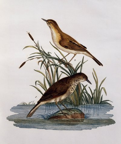 Cagueteuse et Lisabelle da Histoire Naturelle des Oiseaux d