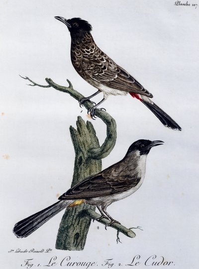 Bulbul del Capo (Pycnonotus capensis) e, sotto, Bulbul del Giardino (Pycnonotus barbatus), incisione da Histoire Naturelle des Oiseaux d