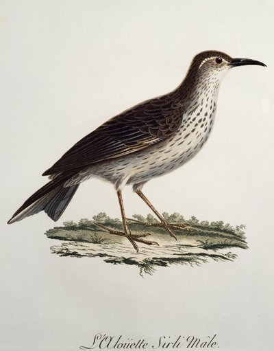 Maschio di Cape Longbill (Certhilauda curvirostris), incisione da Histoire Naturelle des Oiseaux d