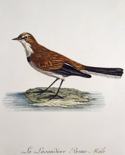 Ballerina del Capo maschio (Motacilla capensis), incisione da Histoire Naturelle des Oiseaux d