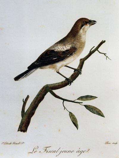 Fiscal comune (Lanius collaris), incisione da Histoire Naturelle des Oiseaux d