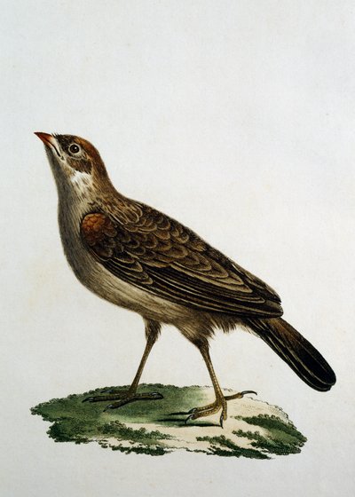 Femmina di Cuculo Roller, incisione da Histoire Naturelle des Oiseaux d