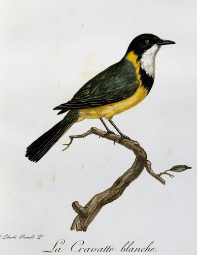 Fischiatore dorato (Pachycephala pectoralis), incisione da Histoire Naturelle des Oiseaux d