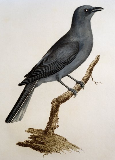Cuculo grigio (Coracina caesia) da Histoire Naturelle des Oiseaux d