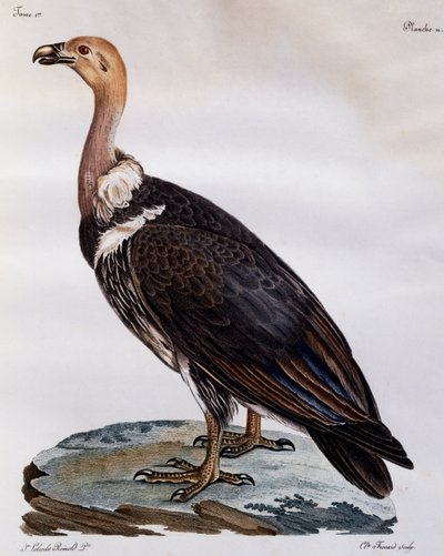 Grifone del Capo immaturo (Gyps coprotheres), incisione da Histoire Naturelle des Oiseaux d