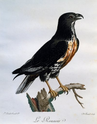 Poiana sciacallo (Buteo rufofuscus), incisione da Histoire Naturelle des Oiseaux d