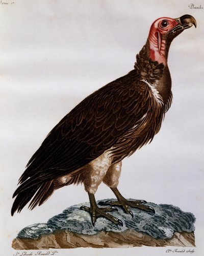 Avvoltoio faccia di lappone (Torgos tracheliotos), incisione da Histoire Naturelle des Oiseaux d