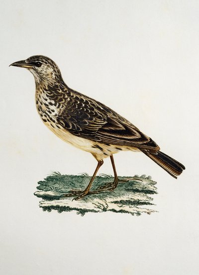Allodola dal becco grosso (Galerida magnirostris), incisione da Histoire Naturelle des Oiseaux d