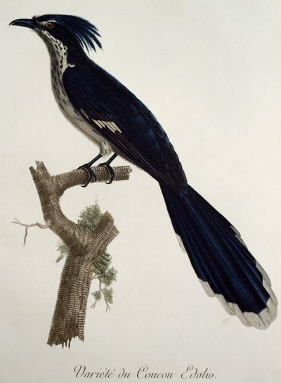 Cuculo di Levaillant (Clamator levaillantii), incisione da Histoire Naturelle des Oiseaux d