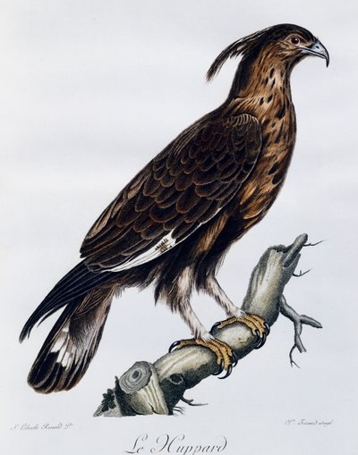 Aquila crestata (Lophaetus occipitalis), incisione da Histoire Naturelle des Oiseaux d