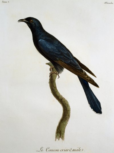 Maschio di Cuculo nero (Cuculus clamosus), incisione da Histoire Naturelle des Oiseaux d