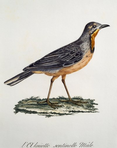 Maschio di Cape Longclaw (Macronyx capensis), incisione da Histoire Naturelle des Oiseaux d