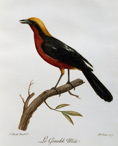 Maschio di Gonolek comune (Laniarius barbarus) da Histoire Naturelle des Oiseaux d