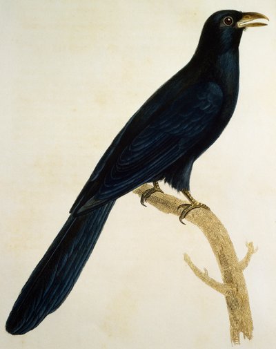 Maschio di Coucou a gros bec, incisione da Histoire Naturelle des Oiseaux d