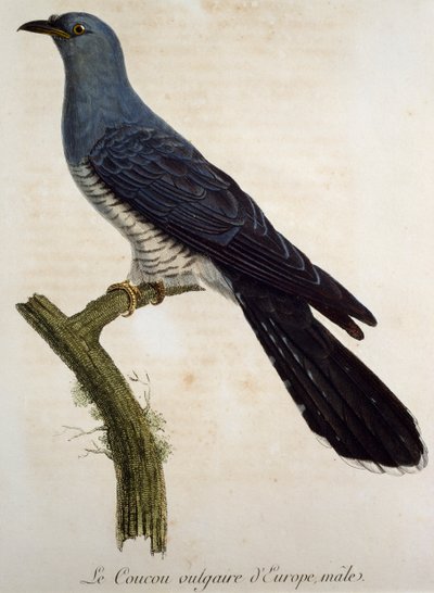 Cuculo eurasiatico maschio (Cuculus canorus), incisione da Histoire Naturelle des Oiseaux d