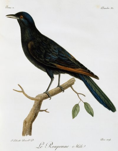 Storno dalle ali rosse maschio (Onychognathus morio), incisione da Histoire Naturelle des Oiseaux d