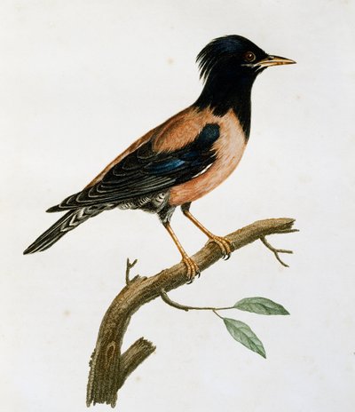 Storno roseo maschio (Sturnus roseus), incisione da Histoire Naturelle des Oiseaux d