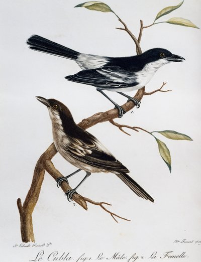 Maschio e femmina di Puffback dal dorso nero (Dryoscopus cubla) da Histoire Naturelle des Oiseaux d