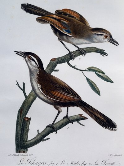 Maschio e femmina di Tchagra dalla corona nera (Tchagra senegalus) da Histoire Naturelle des Oiseaux d