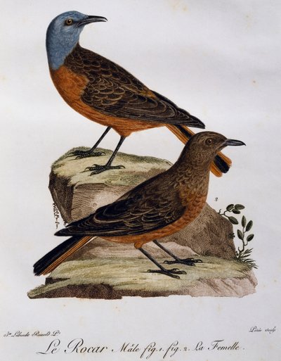 Maschio e femmina di Tordo delle rocce del Capo (Monticola rupestris), incisione da Histoire Naturelle des Oiseaux d