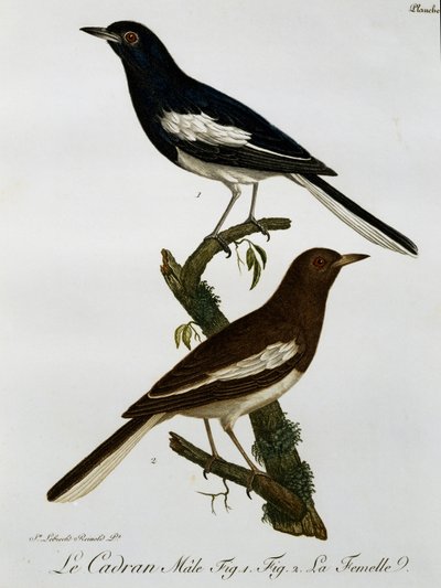 Maschio e femmina di Pettirosso orientale (Copsychus saularis), incisione da Histoire Naturelle des Oiseaux d