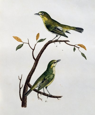 Maschio e femmina di Pale White-Eye (Zosterops pallidus), incisione da Histoire Naturelle des Oiseaux d