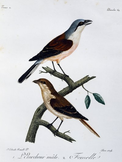 Maschio e femmina di Averla maggiore (Lanius collurio), incisione da Histoire Naturelle des Oiseaux d