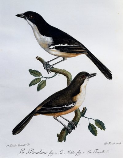 Maschio e femmina di Boubou meridionale (Laniarius ferrugineus), incisione da Histoire Naturelle des Oiseaux d