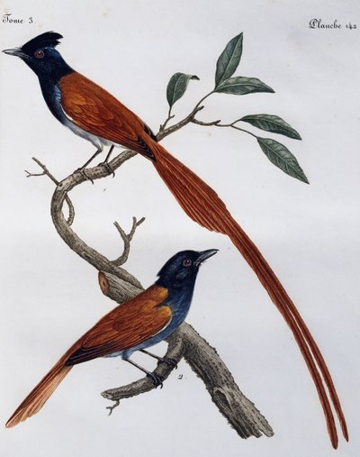 Maschio e femmina di Pigliamosche macchiato (Muscicapa striata), incisione da Histoire Naturelle des Oiseaux d