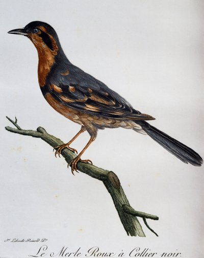 Merlo rosso collare nero, incisione da Histoire Naturelle des Oiseaux d