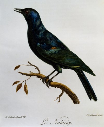 Storno dalle ali pallide (Onychognathus nabouroup) da Histoire Naturelle des Oiseaux d