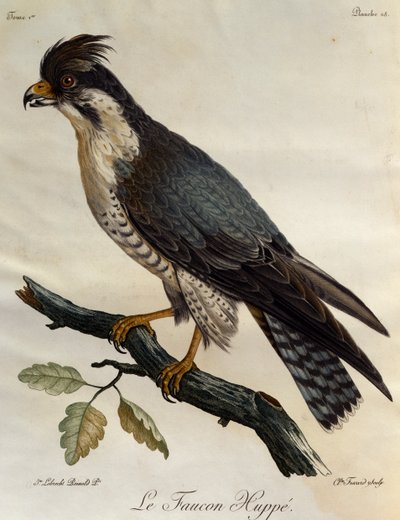 Falco pellegrino (Falco peregrinus), incisione da Histoire Naturelle des Oiseaux d