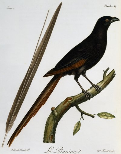 Piapiac (Ptilostomus afer), incisione da Histoire Naturelle des Oiseaux d