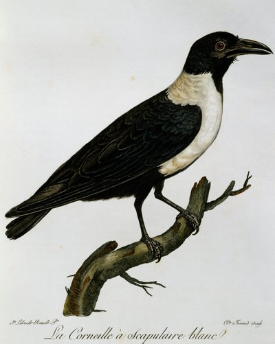 Corvo bianco e nero (Corvus albus), incisione da Histoire Naturelle des Oiseaux d