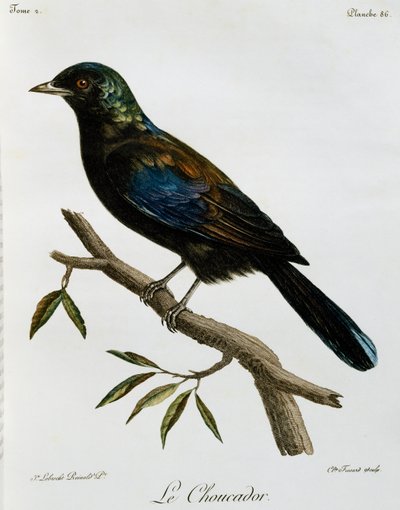 Principe Glossy-Starling (Lamprotornis ornatus), incisione da Histoire Naturelle des Oiseaux d