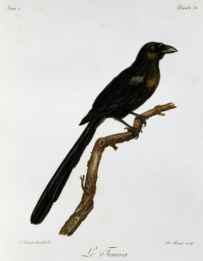 Gazza arboricola dalla coda a racchetta (Crypsirina temia), incisione da Histoire Naturelle des Oiseaux d