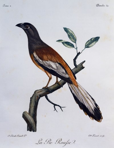 Gazza arboricola rugginosa (Dendrocitta vagabunda) da Histoire Naturelle des Oiseaux d