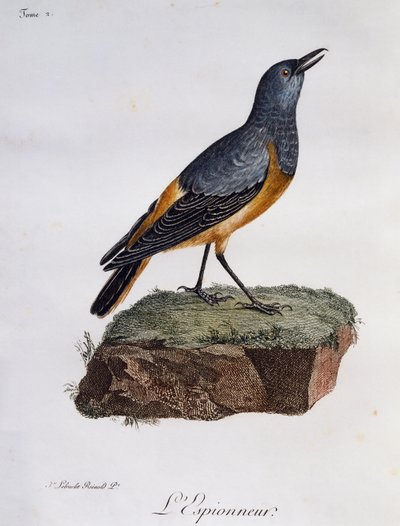 Tordo sentinella (Monticola explorator), incisione da Histoire Naturelle des Oiseaux d