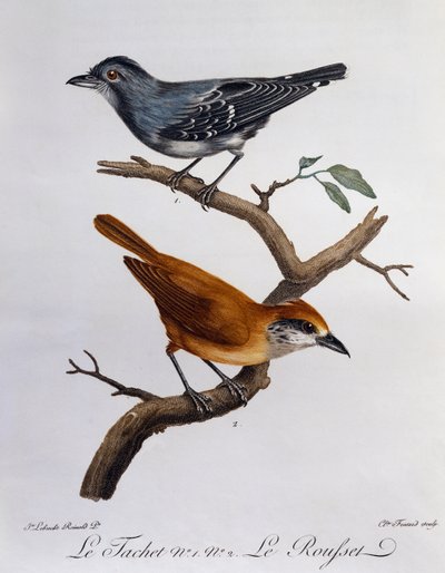 Tachet e, sotto, Rousset da Histoire Naturelle des Oiseaux d