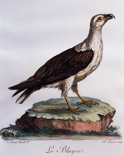 Aquila pescatrice dal ventre bianco (Haliaeetus leucogaster), incisione da Histoire Naturelle des Oiseaux d