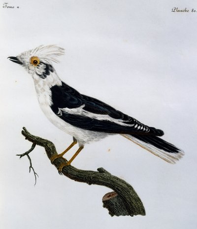 Casco bianco (Prionops plumatus), incisione da Histoire Naturelle des Oiseaux d