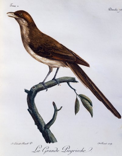 Averla dal becco giallo (Corvinella corvina), incisione da Histoire Naturelle des Oiseaux d