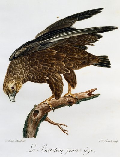 Giovane Bateleur (Terathopius ecaudatus), incisione da Histoire Naturelle des Oiseaux d