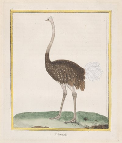 Struzzo da Francois Nicolas Martinet