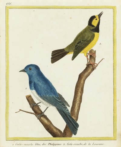 Monarca dal collare nero, Hypothymis azurea, e parula incappucciata, Setophaga citrina da Francois Nicolas Martinet
