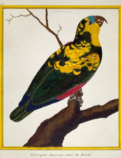 Pappagallo fronte blu (Amazona aestiva) da Histoire naturelle des oiseaux da Francois Nicolas Martinet