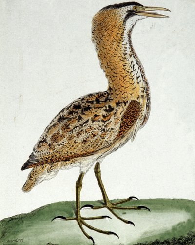 Butor da Francois Nicolas Martinet