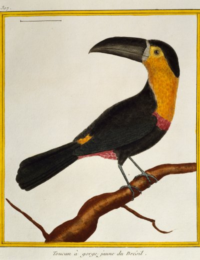 Tucano dal becco a canale (Ramphastos vitellinus), da Histoire naturelle des oiseaux da Francois Nicolas Martinet