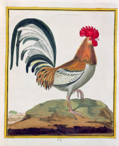 Gallo, da 